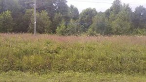 Судимир - Палики (Калужская область)