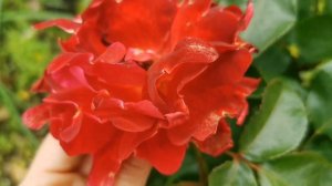RED LADY RUFFLE ROSE plant by INTERPLANT 2015 Netherlands バラレッドレディカラフル
