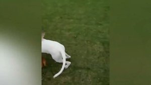 НЕМЕЦКАЯ ОВЧАРКА против АРГЕНТИНСКОГО ДОГА ! КТО СИЛЬНЕЕ ?