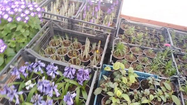 Цинерария, примула пеларгония и многое другое к 8 Марта! смотреть онлайн