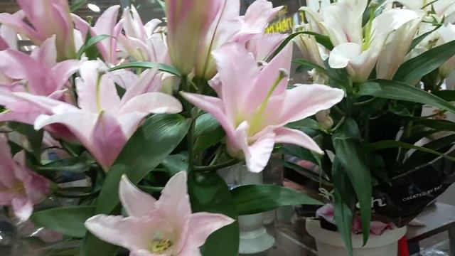 18 августа 2021 г.цвети фуд - сити, Гулхои Душанбера ёд кардам ????? смотреть онлайн