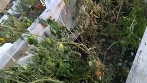 ПЕРЕЦ ИЗ СВОИХ СЕМЯН ОГРОМНЫЙ.