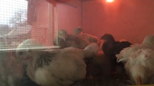 Каннибализм у цыплят в трех недельном возрасте и как с этим легко бороться.