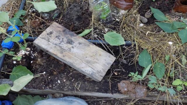 Кто грызет рассаду в теплице и как его поймать