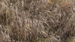 Размножаем ваточник сирийский.