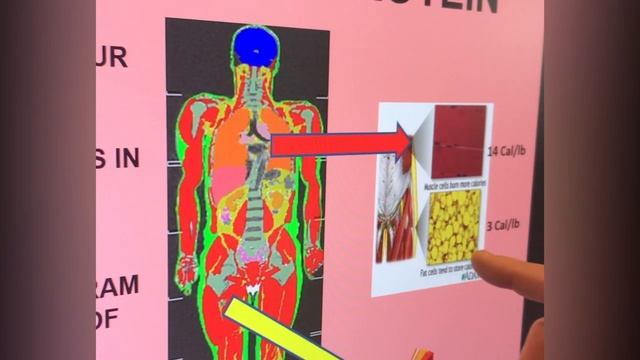 ОСНОВНЫЕ ПРИНЦИПЫ ПИТАНИЯ. № 3: ИНДИВИДУАЛЬНАЯ НОРМА БЕЛКА смотреть онлайн