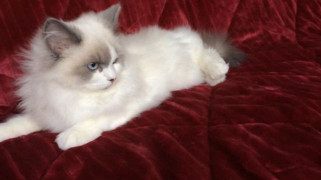 Blue Bicolor Ragdoll Girl #3