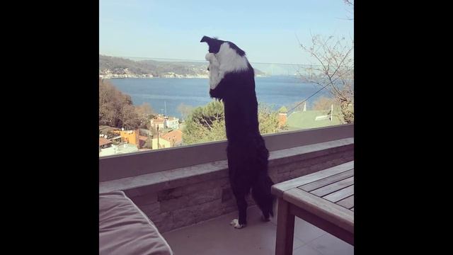 БЕЗ ПАФОСА И СО ВКУСОМ! Вот как выглядит дом Неслихан Атагюль смотреть онлайн