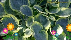 Хоста гибридная Пиззаз. Краткий обзор, описание характеристик hosta hybrida Pizzazz