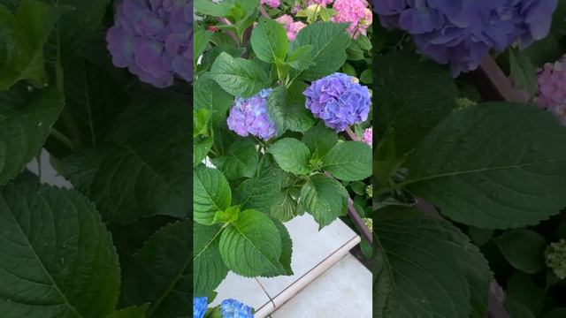 #hydrangea #hydrangeaflower #hortensia #flower #garden #сад #macrophylla #гортензия #садгортензий