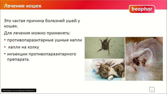 Отодектоз