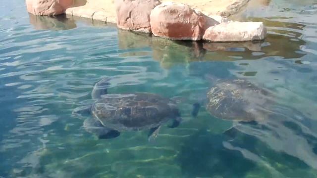 Аквариум Черепахи смотреть онлайн