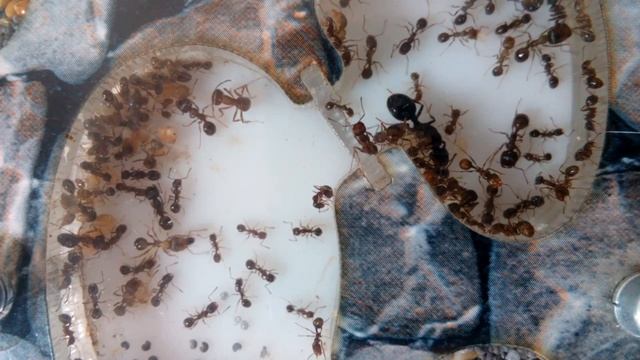 Мирмекиперство как хобби. Зачем люди заводят дома муравьев? смотреть онлайн