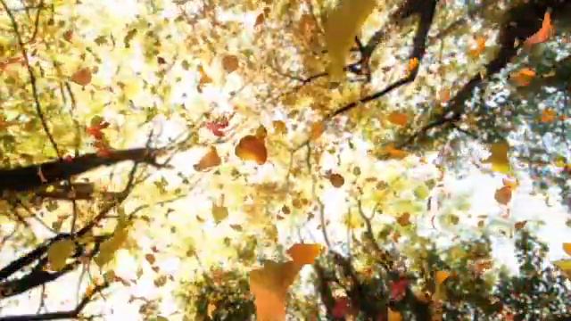 Где «Андрей»? смотреть онлайн