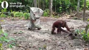 Камера зафиксировала в лесу обезьяну-привидение 