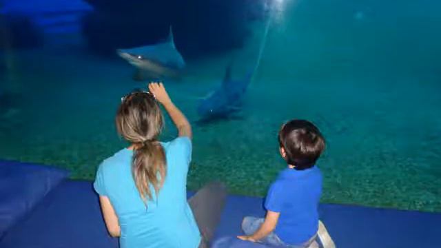 Удавалось ли вам оседлать акулу? смотреть онлайн