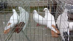 Ставрополь [03.10.2021] Птичий рынок.