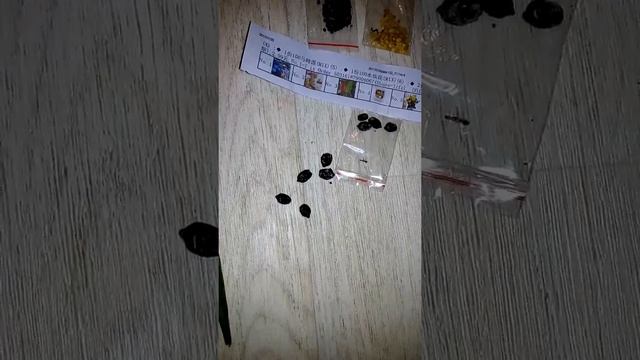 Шаг 1 замачиваем семена гортензии с Алиэкспресс синего цвета в натуральном активаторе роста смотреть онлайн