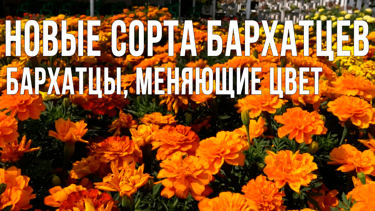 Обзор сортов бархатцев для вашего сада. Бархатцы отклоненные: самые яркие сорта.