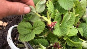 Земляника в теплице