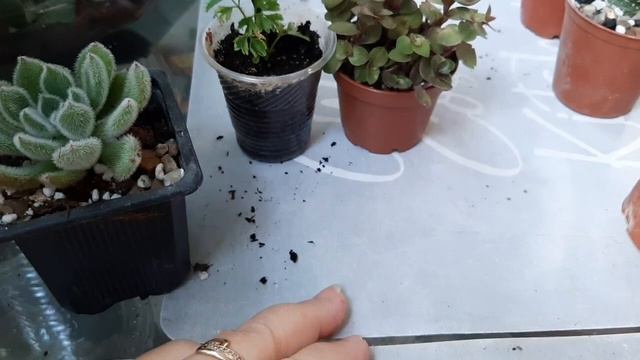 Растения с выставки. День 2. смотреть онлайн