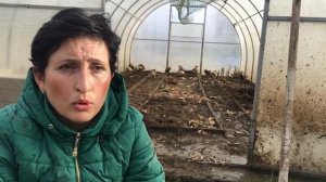 СОДЕРЖАНИЕ УТКИ В ЗИМНИЙ ПЕРИОД В ТЕПЛИЦЕ