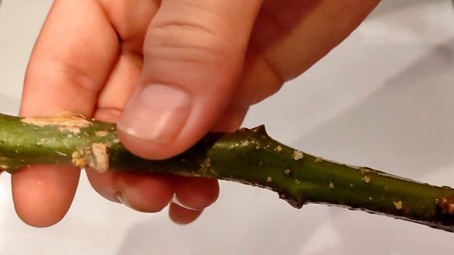 Jak ukorzenić brugmansję - sadzonki od Mardar смотреть онлайн