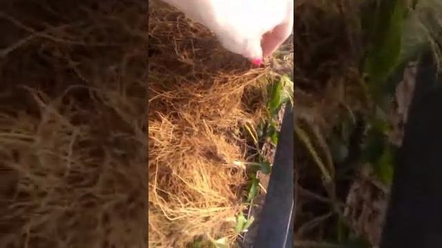Саженцы клубники ранней весной