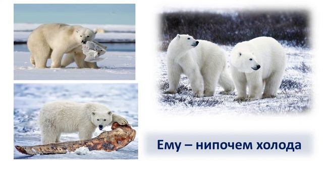 Белые медведи. Экопутешествие смотреть онлайн