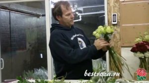 Как выглядят зеленые розы