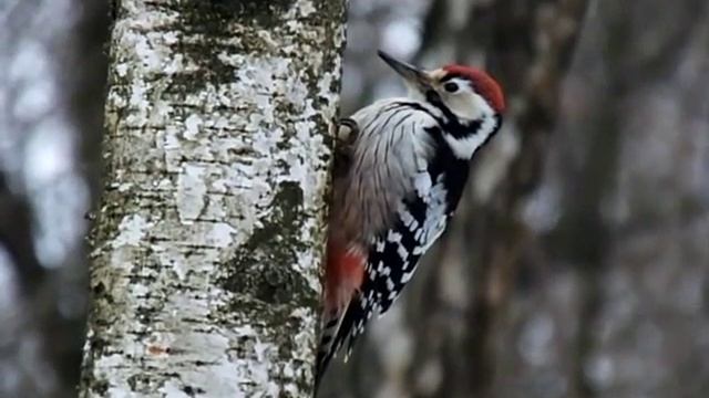 Белоспинный дятел смотреть онлайн