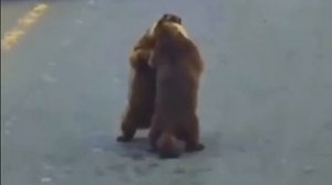 бой сусликов