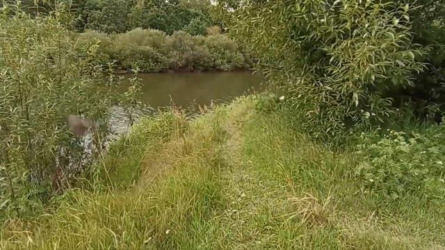 Река Десна. Жуковка Брянская область. Лето 2023г. смотреть онлайн