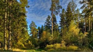 Оденем Родину в леса! Оратория Песнь о лесах, соч  81