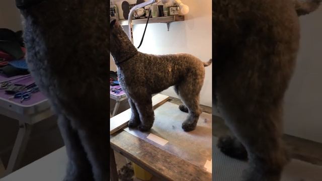 Стрижка Кэри Блю терьера смотреть онлайн