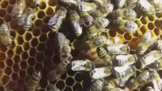 весенний осмотр пчел,как помочь слабым семьям весной-первый облет пчёл. смотреть онлайн