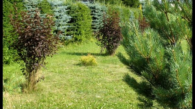 Дизайн участка. Красивые цветы. Живая изгородь из хвойных. Ель, сосна, туя. Полевые цветы.