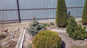 Когда и как стричь ель, до или после появления новых приростов.