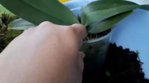 Пересадка орхидей в лесной мох??☘️?! идеальная посадка для моих любимок .... и кое что ещё..