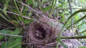 Гнездо жулана в крапиве