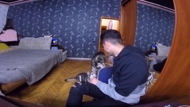 издевательство над собаками / МАЛАМУТ НАКАЗАЛ смотреть онлайн