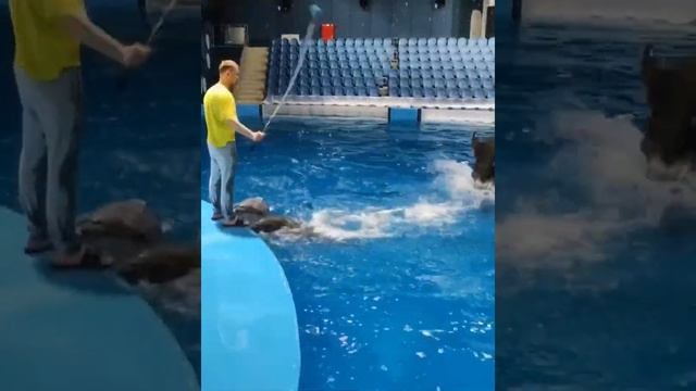 Тренировка дельфинов. Видео: Океанариум Екатеринбурга смотреть онлайн