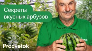 СЛАДКИЕ И СОЧНЫЕ АРБУЗЫ ВЫРАСТУТ И У ВАС! Эти 5 секретов помогут вырастить арбузы даже в Беларуси