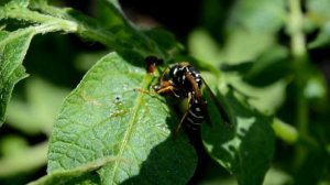 От колорадского жука Такого вы НЕ ВИДЕЛИ