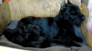 Щенки ризеншнауцера питомника  Роман-Кош