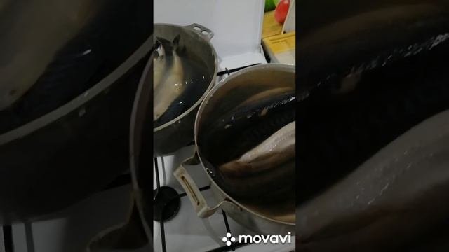 #скумбрия #холодного #копчения,от засолки до дегустации #как# засолить #скумбрию