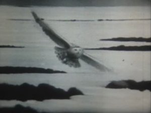 Начальные классы. Флора и фауна Земли. Животные природных зон СССР