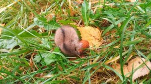 Полевая мышь / Apodemus agrarius / Striped field mouse