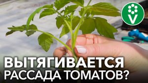 ВЫТЯГИВАЕТСЯ РАССАДА ТОМАТОВ: ЧТО ДЕЛАТЬ? 5 причин, которые должен знать каждый огородник!