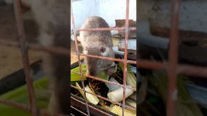 Нутрии тросник из камыша